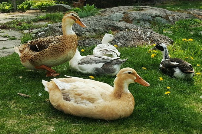 Raising backyard ducks Raising backyard ducks