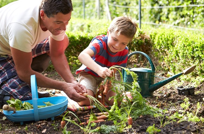 Economic Aspects of a Home Garden Economic Aspects of a Home Garden
