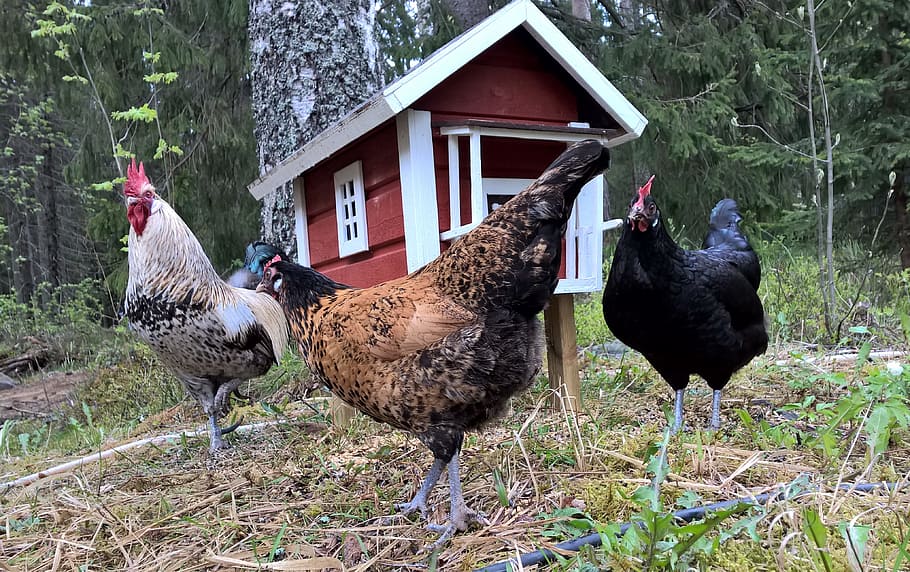 Small Farm in Your Backyard: Chicken House, Duck House, Greenhouse